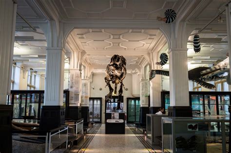 The Manchester Museum: A Labyrinth of Wonders and Unexpected Delights!