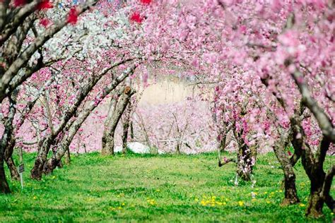  Heze Peach Blossom Garden: A Delightful Springtime Escape and Picturesque Paradise!