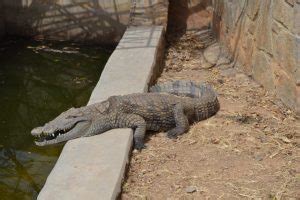 Kaduna Crocodile Ranch: A Must-See Destination for Reptile Enthusiasts and Adventurous Souls!