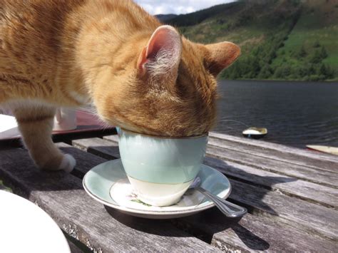 ミラクルラウンジ：宇宙の果てで紅茶を飲む猫たちの哲学