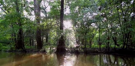 The Humble Beauty of Suqian's Ancient Cypress Forest Will Transport You Back In Time!