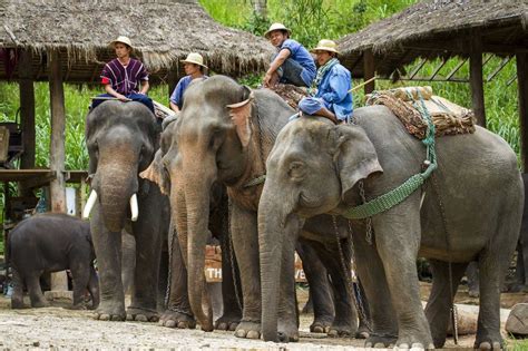 The Orange Elephant Farm: A Delightful Day Trip for Animal Lovers in Chiang Mai!