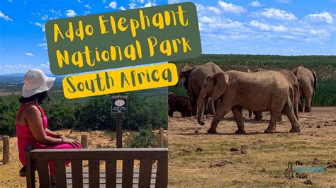 The  Wonder of Nature Awaits: Explore Port Elizabeth's Addo Elephant National Park!