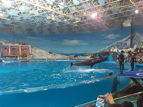 Treasures Await You at the Qingdao Underwater World! A Spectacular Marine Odyssey Filled with Wonder and Delight